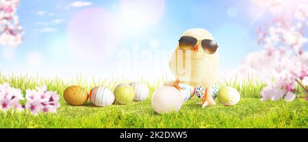 Little cute baby chick on green grass. Yellow newborn baby chick. Stock Photo