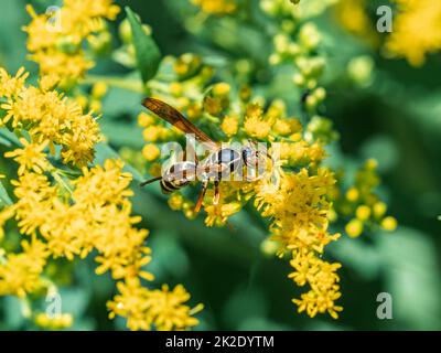 Dark Paper Wasp, Polistes fuscatus, on small bright yellow flowers in Fish Hatchery Trail County Park, Hayward, Wisconsin. Stock Photo