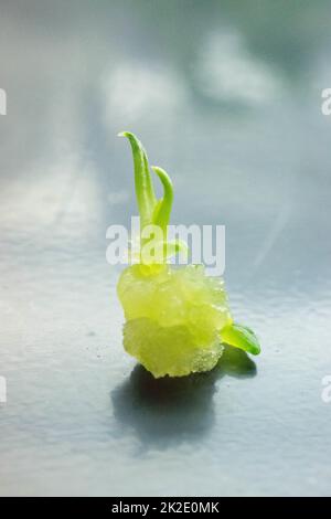 In vitro plant tissue micropropagation Stock Photo