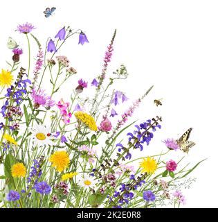 Colorful meadow flowers with insects, isolated Stock Photo