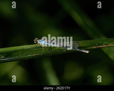 A bluet damselfly perches on a large blade of grass near a small lake in Western Wisconsin. Stock Photo