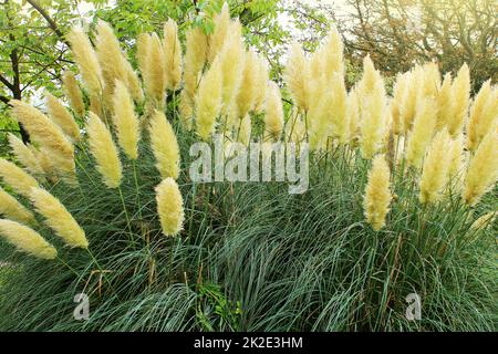 Cortaderia selloana known as pampas grass Stock Photo