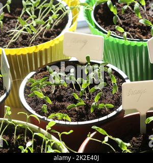 Young tomato seedlings with plastic tags in pots Stock Photo