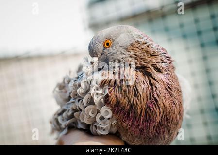 Brown curly pigeon lying in a human hand. Special breed and very cute dove Stock Photo