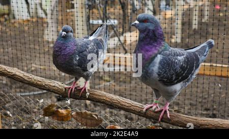 German Modena couple pigeon. Decorative colorful pigeons. Stock Photo