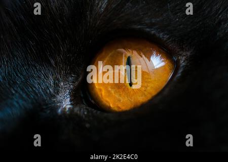 Yellow cat eye close up. Eye macro texture and detail. Deep male look. Stock Photo