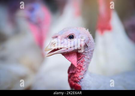 Im the head turkey around here. Shot of turkeys on a poultry farm. Stock Photo