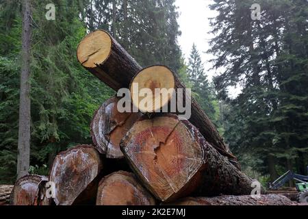 felled and stacked tree trunks Stock Photo