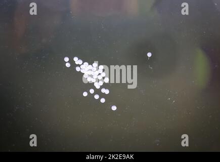 The eggs, spawn of armored catfish are attached to an aquarium pane. Close-up of the armored catfish spawn. Stock Photo