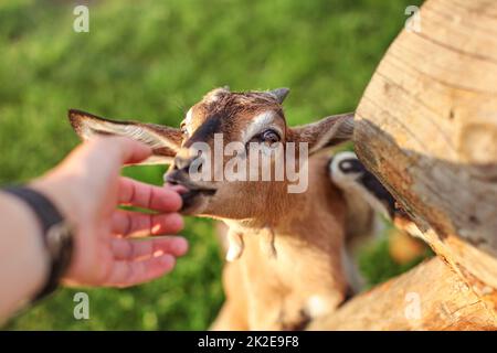 Young brown goat kid fed by man, looking up licking his hand. Stock Photo