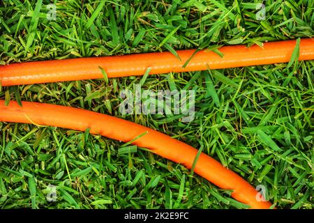 Top view, orange garden hose in green grass - colour contrast. Stock Photo