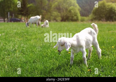 Youg white goat kid grazing on spring meadow, eating some green leaves. Stock Photo