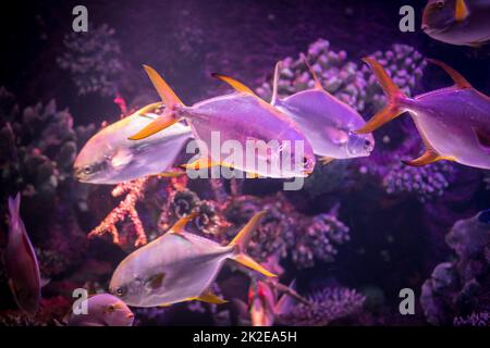 Piranha fish in an aquarium close up Stock Photo