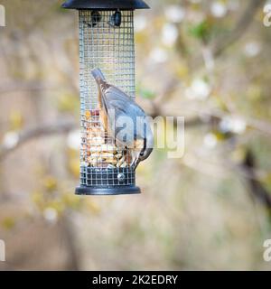 Nuthatch on a bird feeder Stock Photo