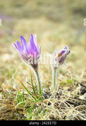 purple pasque flower in spring Stock Photo