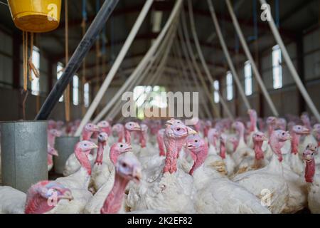 Life on the farm. Shot of a flock of turkeys grouped together in a barn where they get fed. Stock Photo