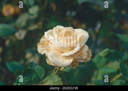 A yellow rose flower in sunlight on isolated green leaves background on a garden. Stock Photo