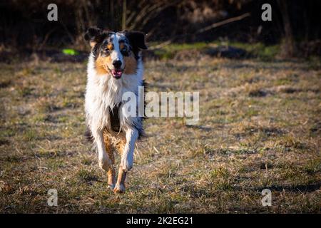 australian shepherd dog running Stock Photo