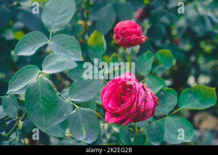 A red rose flower with isolated green leaves in the background. Close up Stock Photo