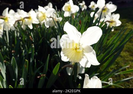 Gelbe Narzisse (Narcissus pseudonarcissus),  Osterglocke leuchtet im Gegenlicht der Abendsonne Stock Photo