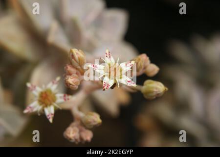 Hen and Chicks Houseplant Echeveria elegans With Flower Blooms Stock Photo