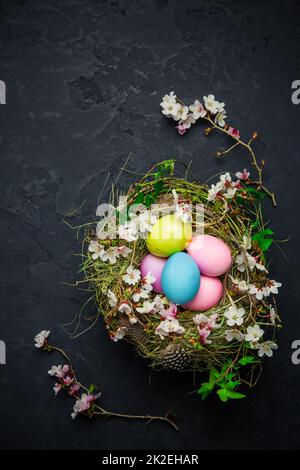 Nest with Easter eggs and blooming branches on black background Stock Photo