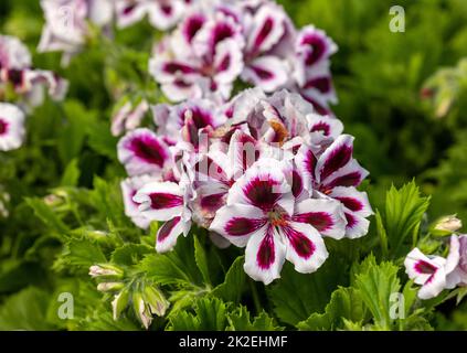 Flowers of a surfinia Stock Photo