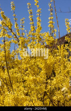 Forsythia europaea Stock Photo