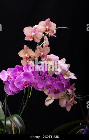 Beauty colorful orchid flowers isolated on black background Stock Photo