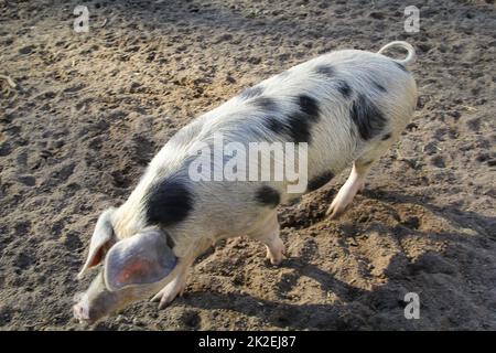 A spotted pig on a farm. Stock Photo