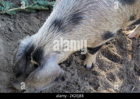 A spotted pig on a farm. Stock Photo