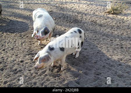 A spotted pig on a farm. Stock Photo