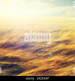 Natures ripe harvest - Wheat. Ripe wheat - ready for harvesting. Stock Photo