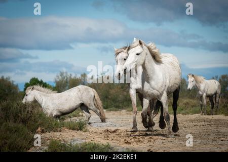 Herd of white horses are taking time on the beach. Image taken in Camargue, France. Stock Photo