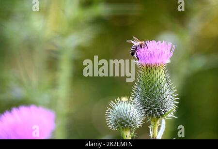 Bee on thistle Stock Photo