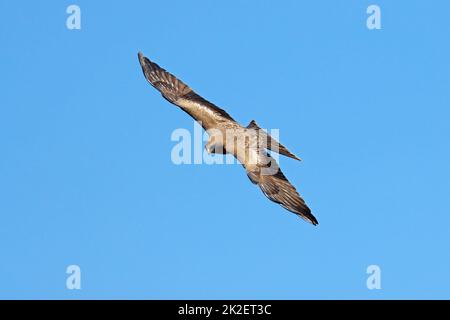 Yellow-billed kite in flight Stock Photo