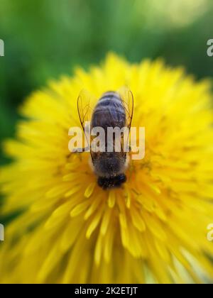 Bee on a dandelion close-up Stock Photo