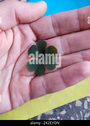 Clover in hand against the background of the Ukrainian flag Stock Photo