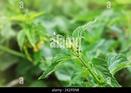 Urtica dioica, often called common nettle or stinging nettle Stock Photo