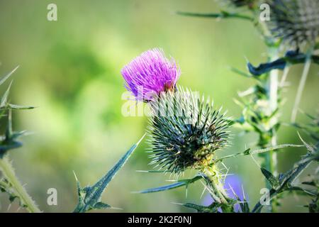 Cirsium vulgare, Spear thistle, Bull thistle, Common thistle, short lived thistle plant with spine tipped winged stems and leaves, pink purple flower heads Stock Photo