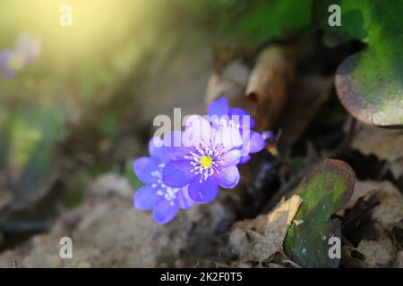 Blue flowers of Hepatica Nobilis also Common Hepatica, liverwort, kidneywort, pennywort, Anemone hepatica. Stock Photo