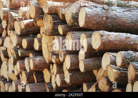 Wooden logs of pine woods in the forest, stacked in a pile by the side of the road. Freshly chopped tree logs stacked up on top of each other in a pile. Stock Photo