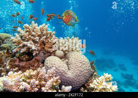 Colorful, picturesque coral reef at the bottom of tropical sea, hard corals and Klunzingers fish wrasse, underwater landscape Stock Photo