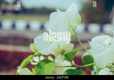 Branch of Vanilla Ice Bougainvillea Plants with classic white flowers surround by white bracts and white and green variegated foliage isolated. Beautiful floral background. Stock Photo