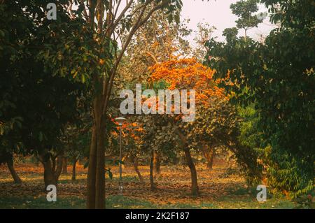 Krishnachura Gulmohar or Royal Poinciana or Flamboyant ornamental tree backlit by sunset sunlight in the garden of a public park. Botanical name Delonix Regia is called the flame of the forest. Stock Photo