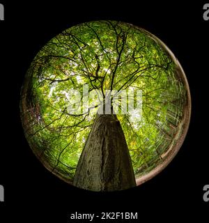 Beech tree trunk and branches with green foliage Stock Photo