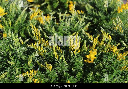 beautiful blossoming broom in the garden Stock Photo