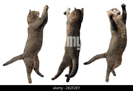 Adult gray cat Scottish Straight plays on a white background, animal jumps. Set Stock Photo