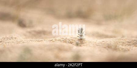 Small green plant growing in sand Stock Photo