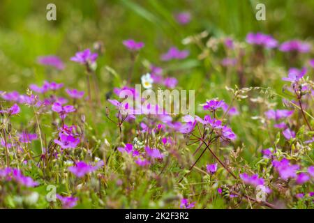 Lovely abstract background with violet flowers. Soft focus photo Stock Photo